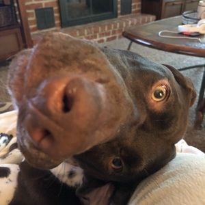 Meet your Posher, Allison